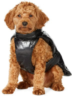 Moncler Dog Jacket Black